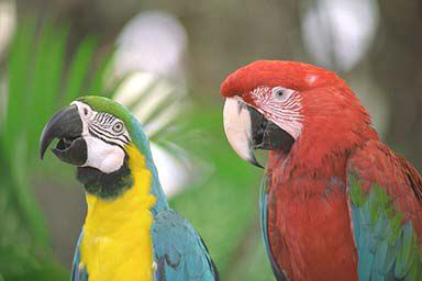 Parrots with Color