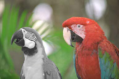 Parrots with Removed Color